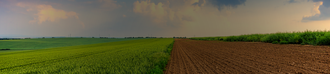 Sun Setting on Green Field of Crops