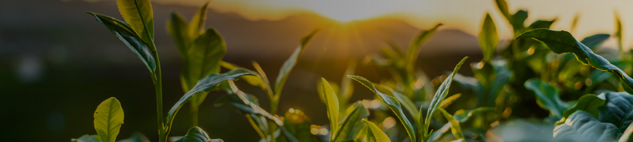 Field of Crops at Sunset