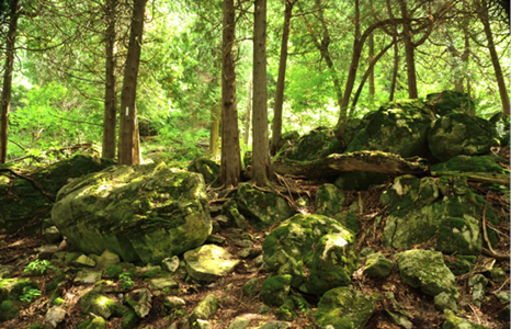Lush Green Forest with Mossy Rocks
