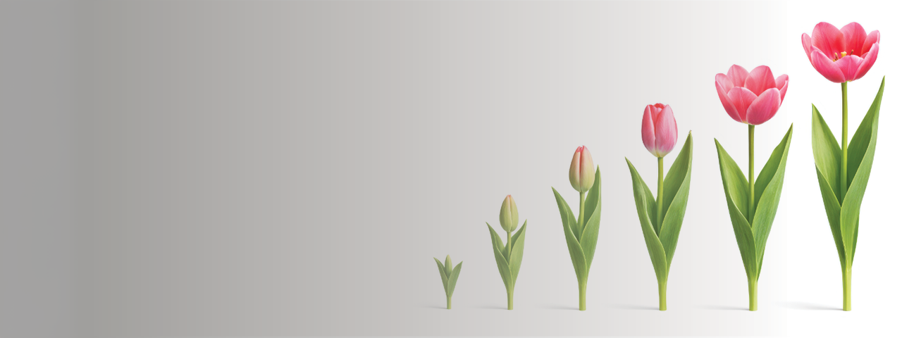 Pink tulips increasing in size