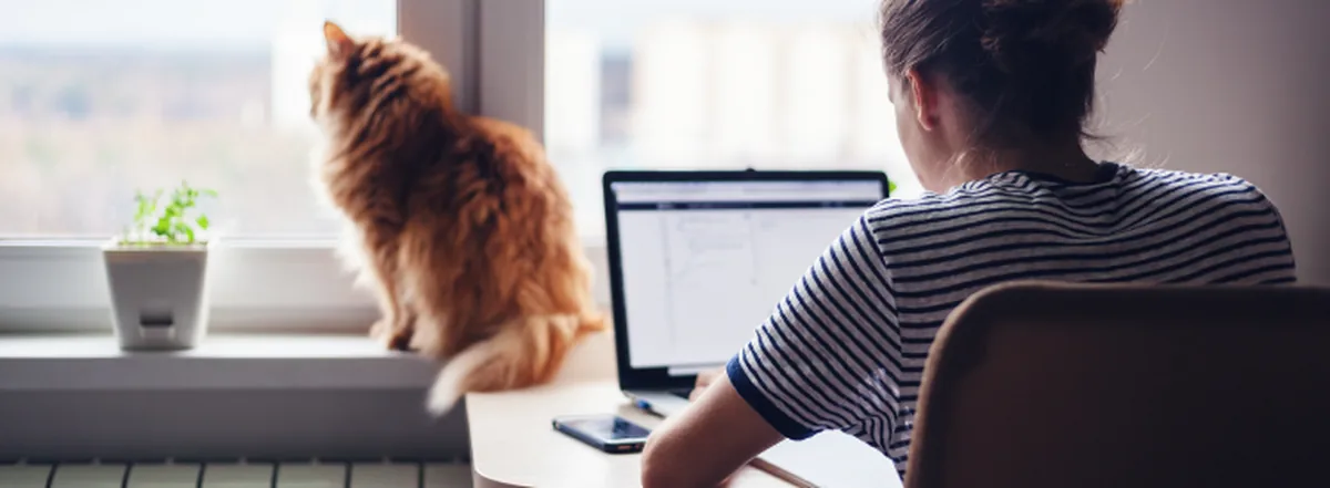 Person doing taxes on laptop with cat sitting on window sill